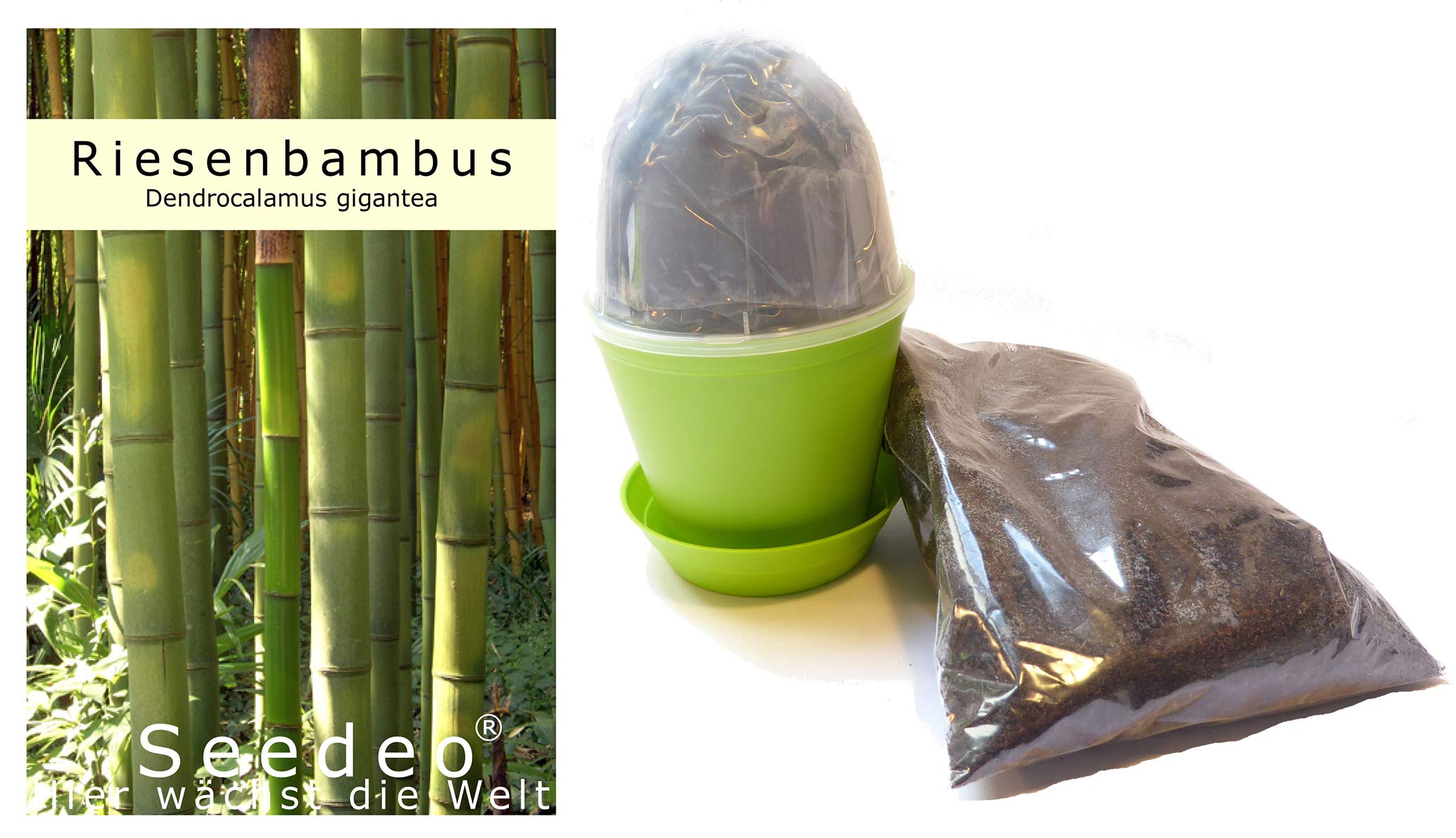 Seedeo Anzuchtset Riesenbambus (Dendrocalamus gigantea) 60 Samen :  Amazon.de: Garten