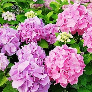 コレクション Hydrangea4937 50pcs Blue Pink Purple Hydrangea