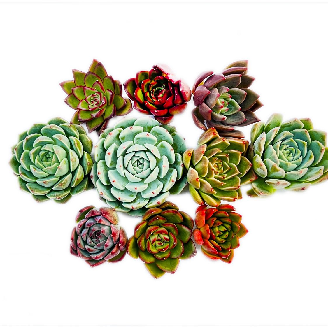 Amazon.co.jp: 【Succute】多肉植物 寄せ植え 韓国カット苗