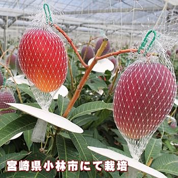 宮崎県産摘果マンゴー グリーンマンゴー 約20kg 令和7年発送】宮崎マンゴー 太陽の子6玉（2.7kg以上） 【 果物