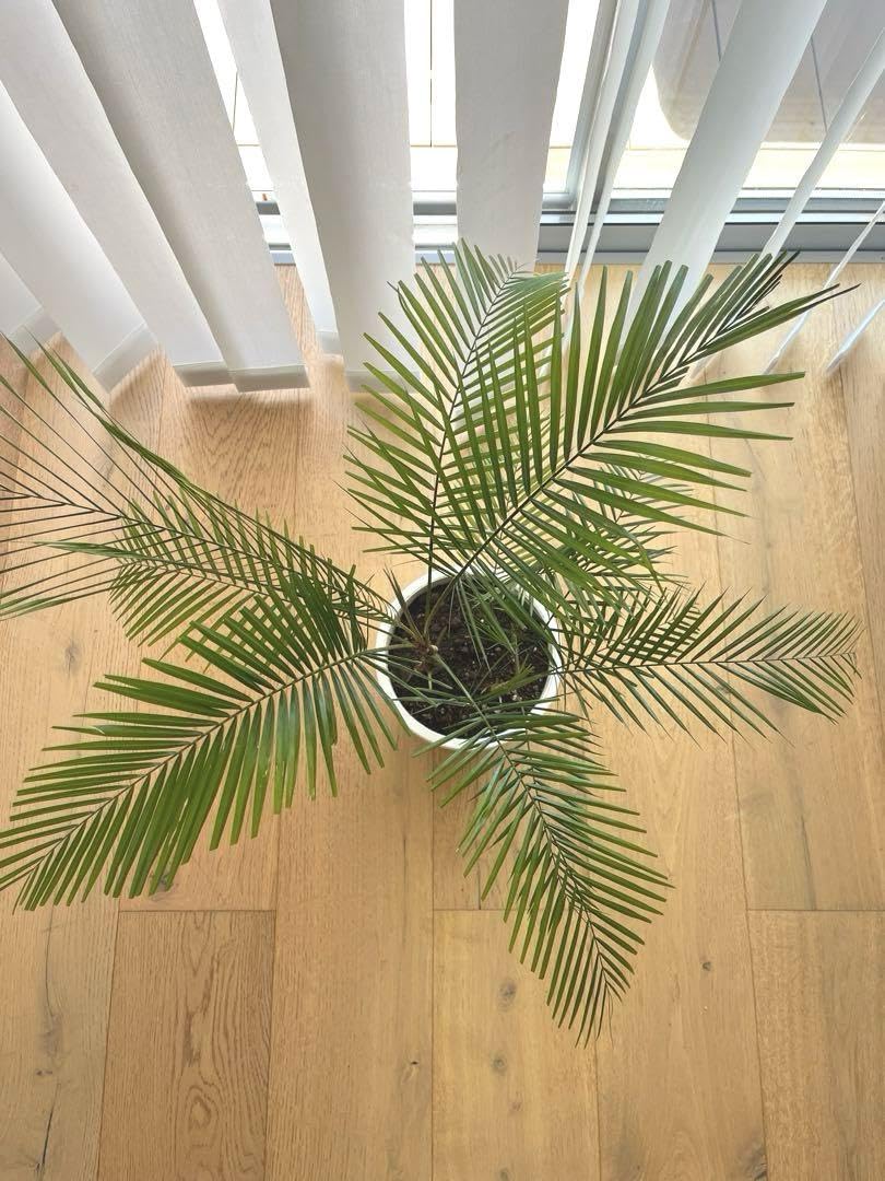 鶴*姫様 【レア品種】ブラジルヒメヤシ ヒメココス 6号　鉢ごと Amazon.co.jp: ブラジルヒメヤシ ヒメココス 6号 鉢ごと : DIY