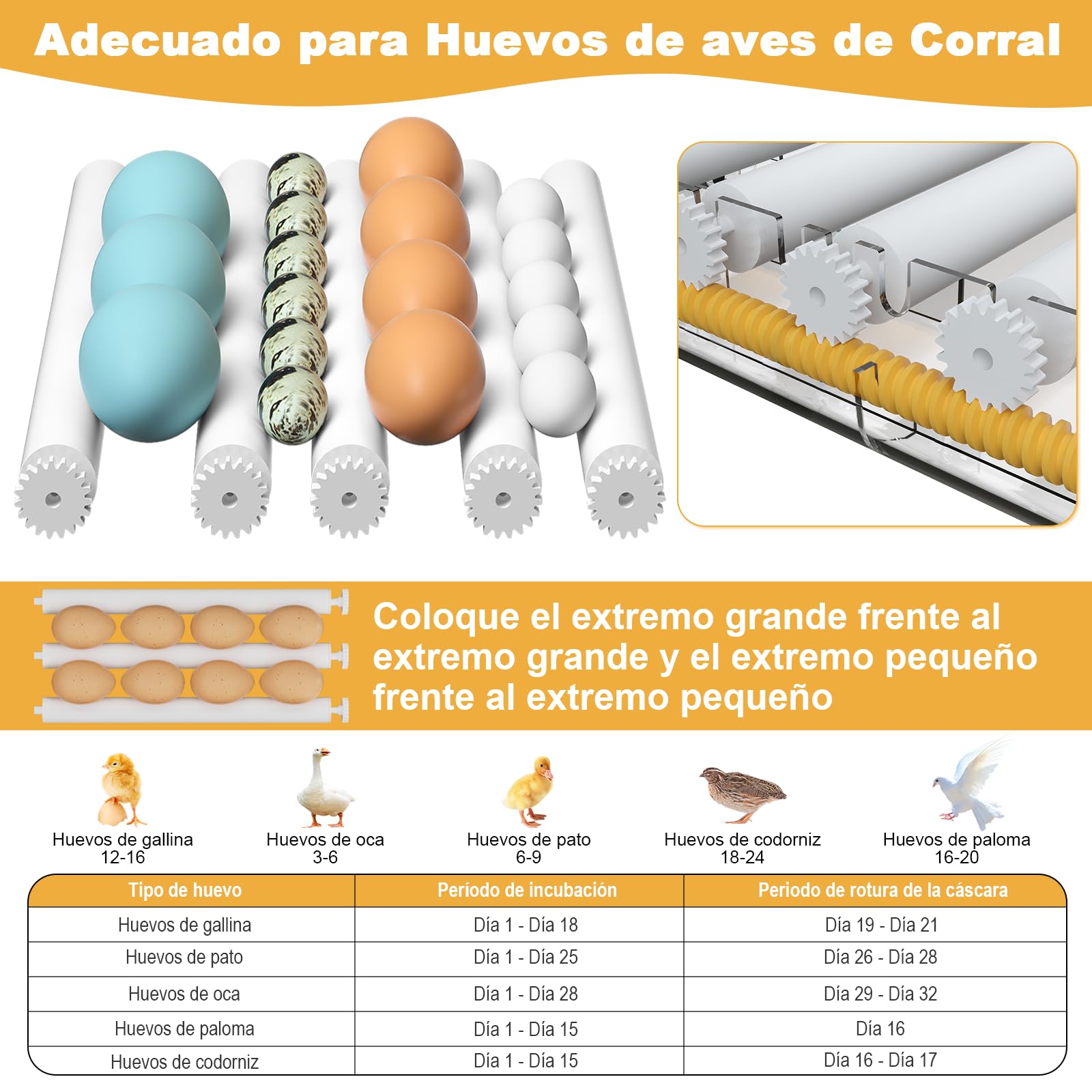 CoInceptus Incubadora Huevos Gallina, Incubadora de 12-16 Huevos con Volteo Automático de Huevos y Adición Automática de Agua, Incubadoras para Huevos de Gallina, Codorniz, Pato