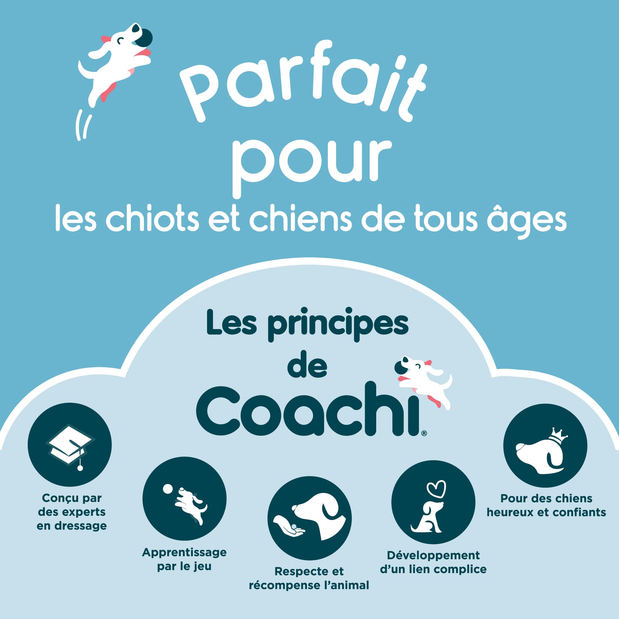 Target Stick Coachi, conception télescopique avec grande balle cible, accessoire pour chien pour le dressage au clicker et à l’agilité, apprentissage d’ordres et tours, adapté aux chiens et aux chiots