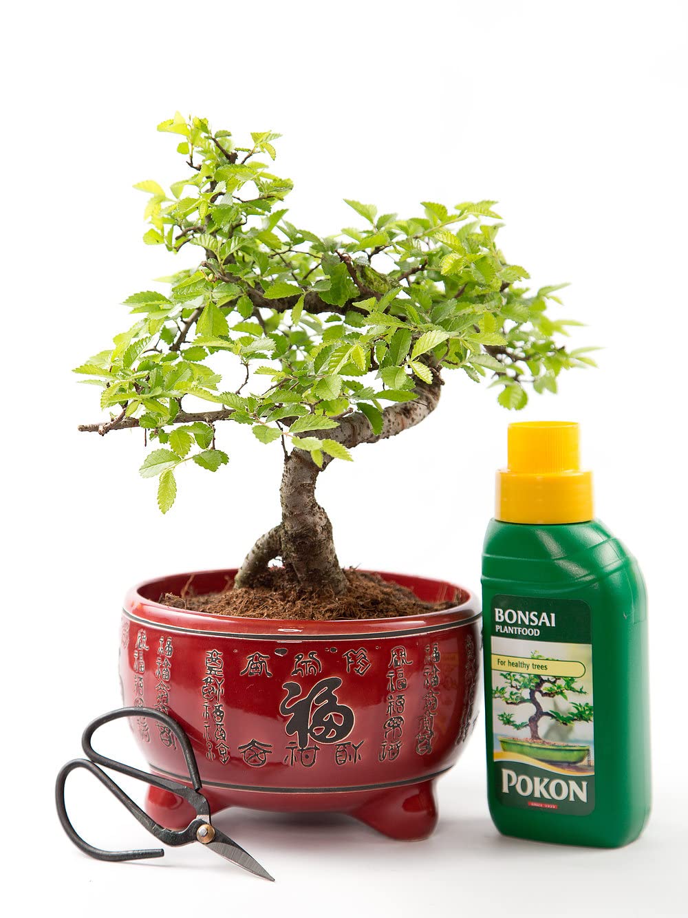 Bonsai Tree - Chinese Elm in Red Ceramic Pot + Feed & Scissor