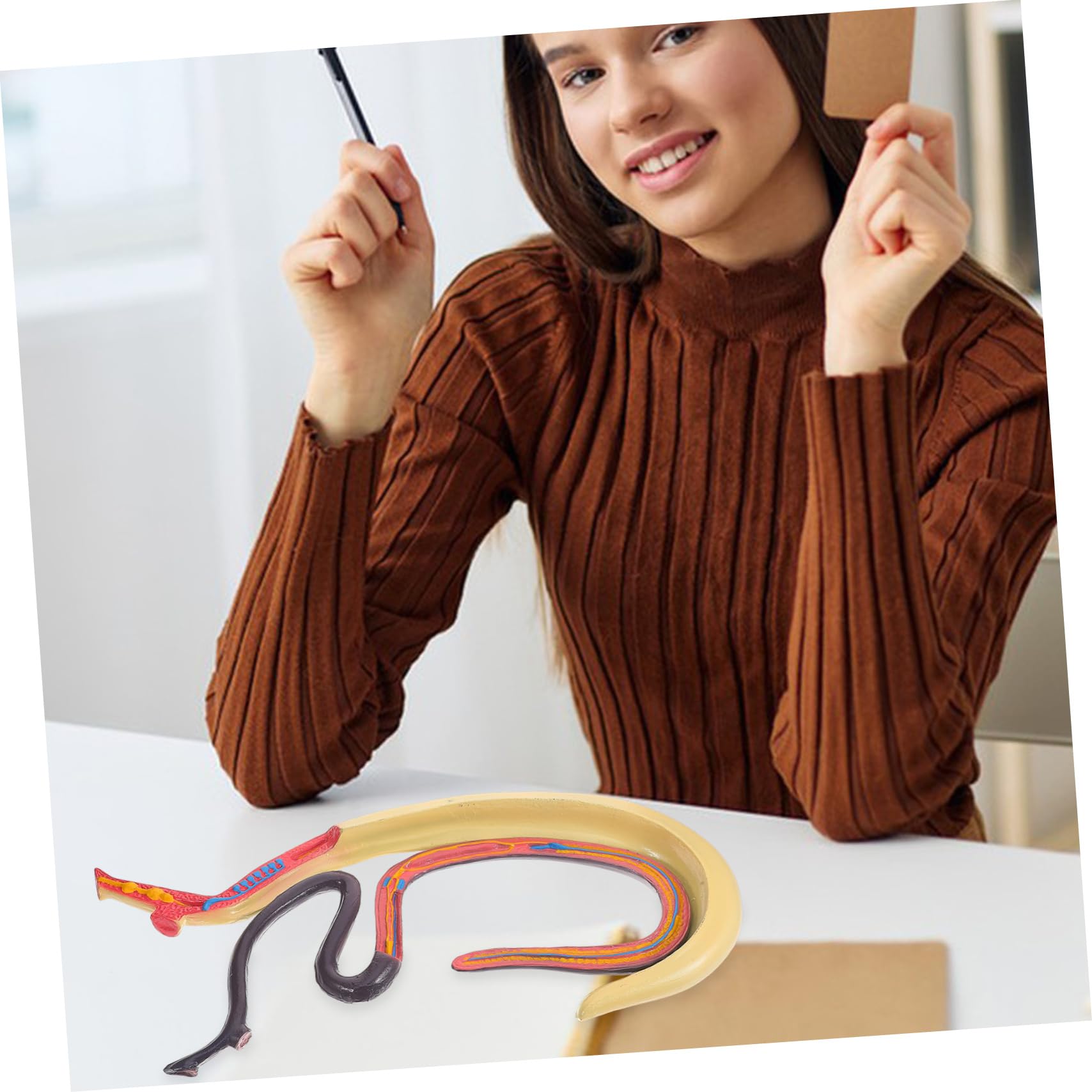 Modèle Anatomique de Schistosome Détachable Affichage Facile en Plastique pour Enseignement en Biologie pour Cours et Expositions Scientifiques