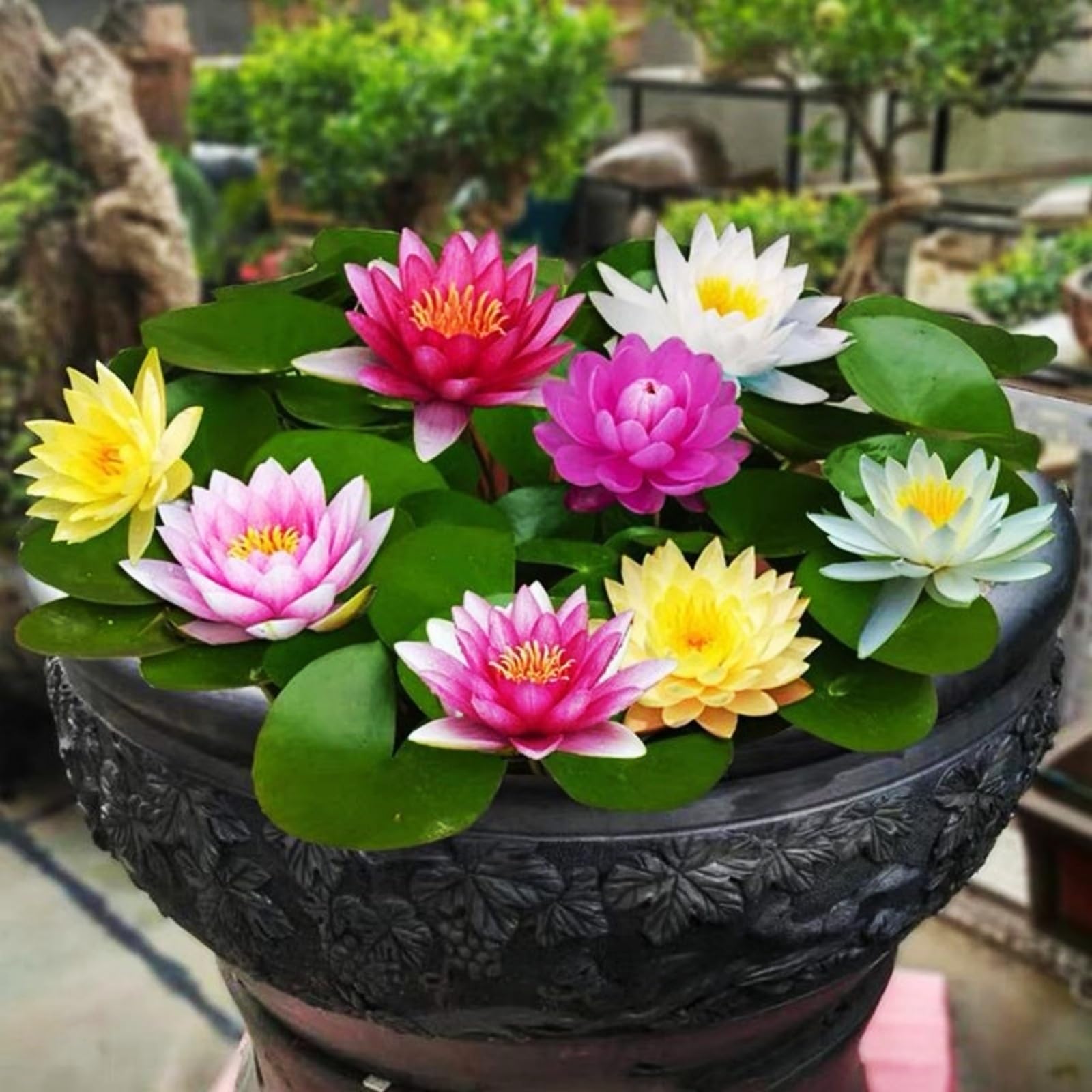 Sfuso Water Lily,Piante perenni,Water Lily pianta vera,resistenti al freddo,Tagliare,Adatto per piante da giardino(non artificiali)-30 Semi-C