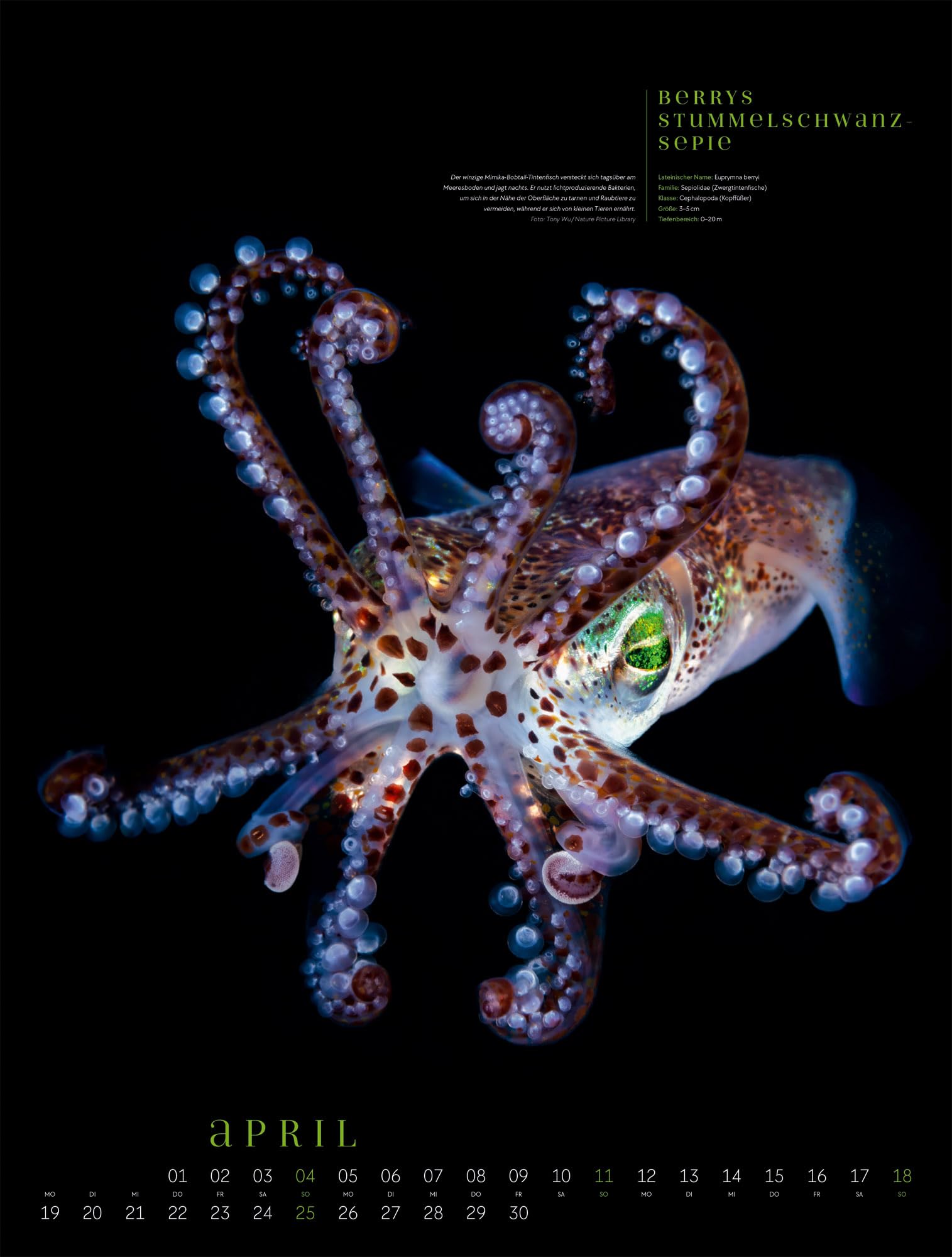 Ozeaneo Kalender 2027 | Geheimnisvolles Meer | Bildstarker Unterwasser-Kalender im großen Hochformat (50x66 cm) | Mit wissenschaftlichen Informationen