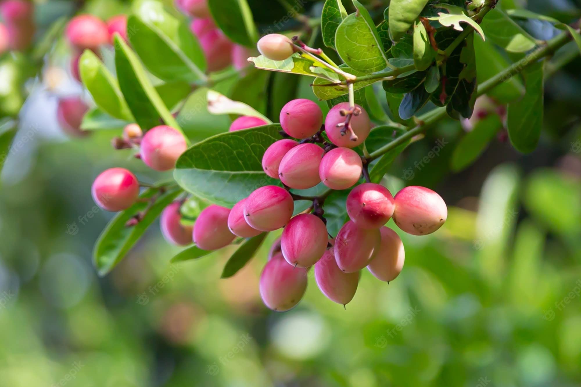 Eroanvia Live Karmocha Plant Hybrid/Karonda/Koromcha/Karonta Fruit Tree Healthy Hybrid Live Plant For Home Garden (B0BGCQZZWB) Amazon Price History, Amazon Price Tracker