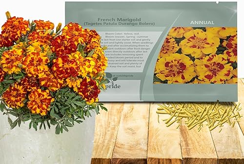 Outsidepride 500 semillas anuales Tagetes Patula Durango Bolero Marigold Garden Flower Seed para plantar