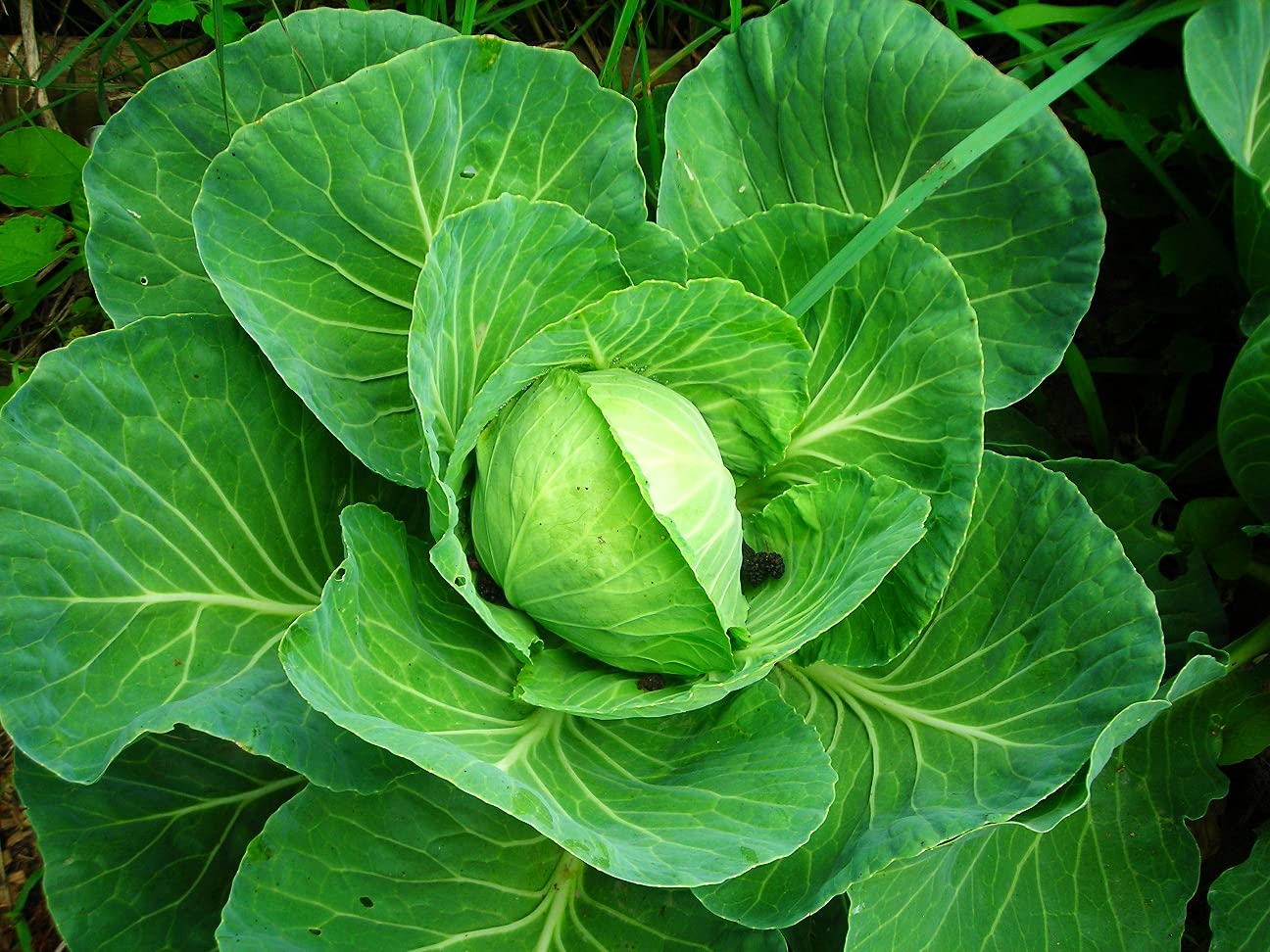 SRI SAI FORESTRY Organic Cabbage Seeds (Patta gobi Kobi Muttaikos) vegetable seeds Pack of 50 for Home Garden (B094VXWMHQ) Amazon Price History, Amazon Price Tracker