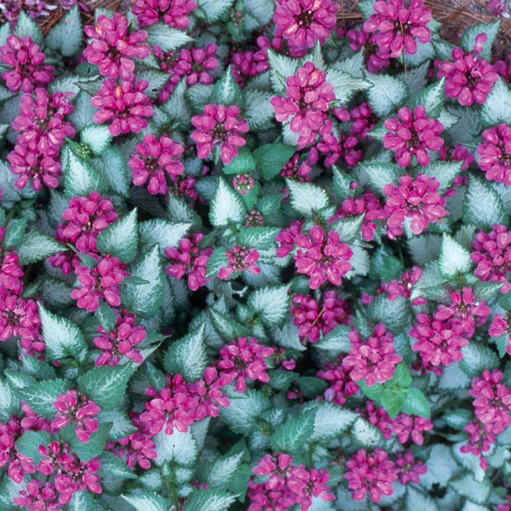 Lamium 'Purple Dragon' 9cm Plant x 2. Clusters of Magenta Flowers. Available from Bedwen Plants