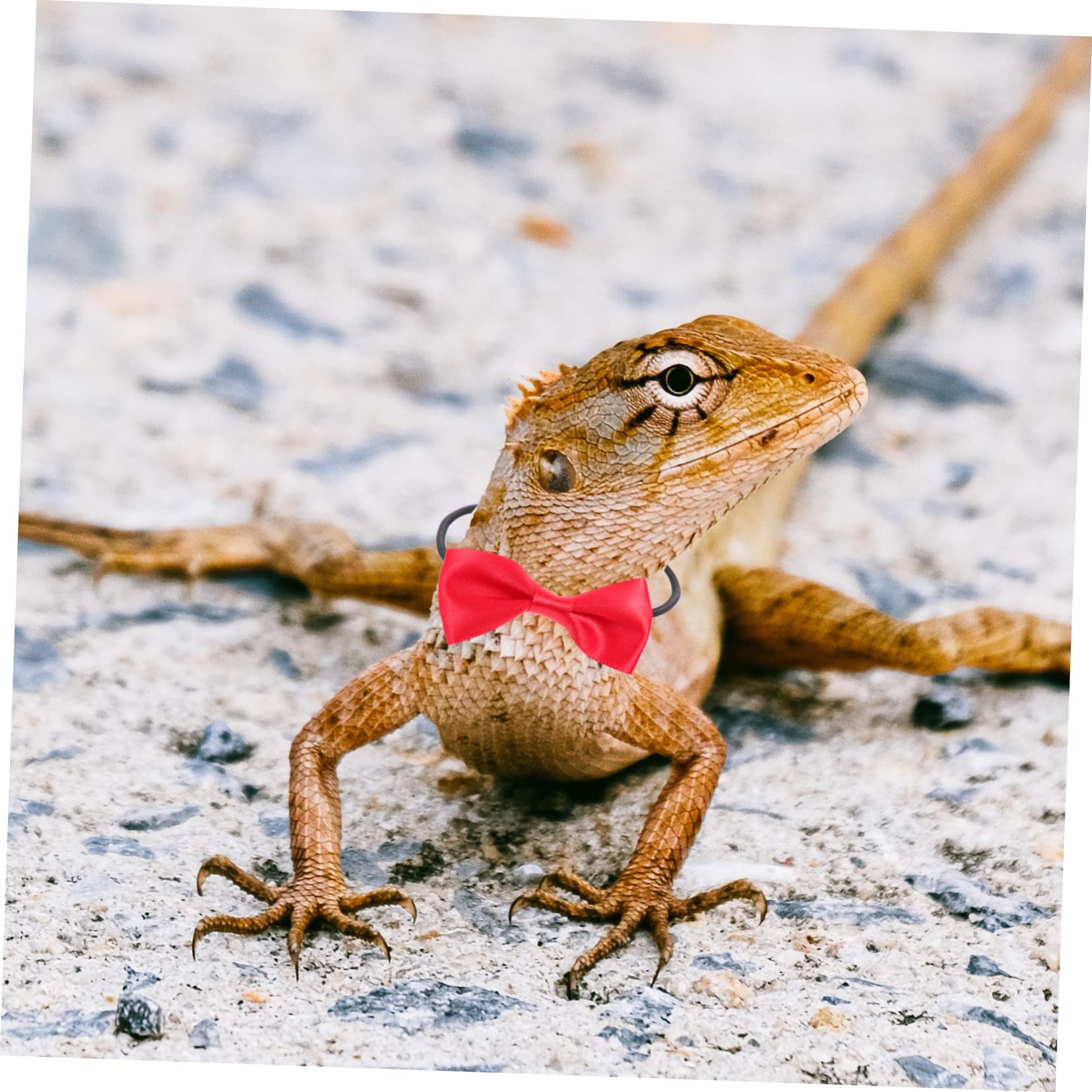 Sosoport 5sätze Einstellbares Eidechsen-Geschirr Mit Leine Und Hut Für Bartagamen Reptilien-außenleine Halloween Und Andere Feste Bequem Und Sicher Für Kleine