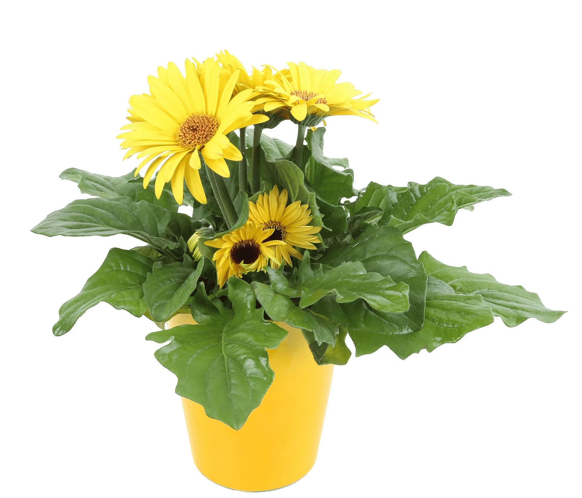 Bahan Traders Gerbera Plant Gerbera Jamesoni Calfornia Yellow Color Flower Healthy Live All Season Flowering Plant for Indoor and Outdoor Gardening (Pack of 1 Live Plant with Poly Bag) (B0CXY997PQ) Amazon Price History, Amazon Price Tracker