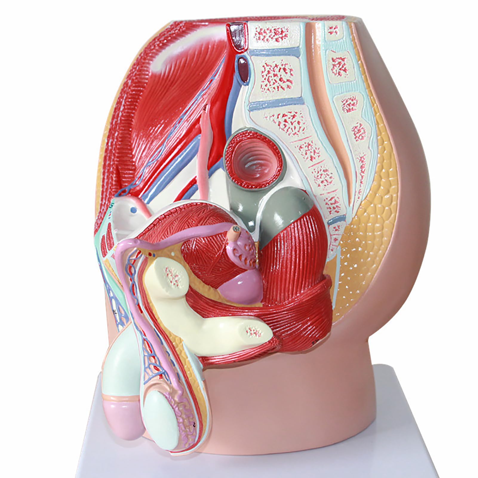 Modèle anatomique pelvis AMITD 3 pièces vue sagittale 3D sciences