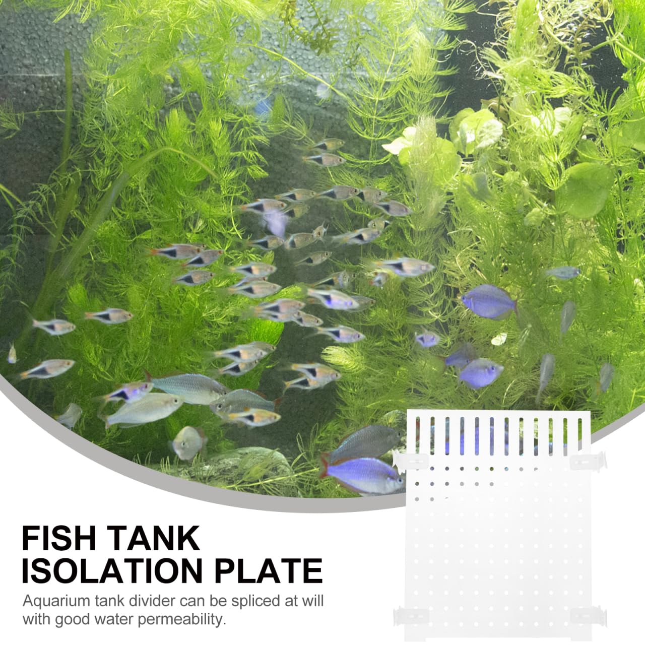 Séparateur Acrylique pour Aquarium Diviseur Transparent avec Ventouses pour Élever Et Séparer Les Poissons Accessoire pour Aquarium