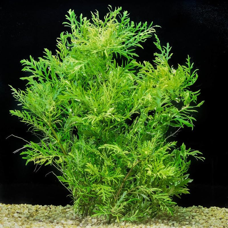 5-7 Water Wisteria Live Stems