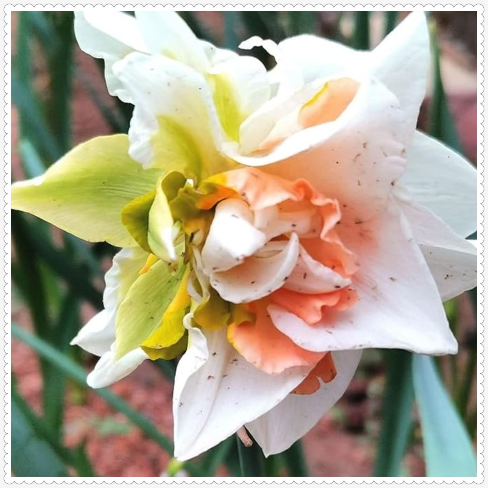 Gorgeous Daffodil Bulbs Mix for Planting Now UK/Good for Containers/Natural Organic/Strong Plants That Grow Well/Perennials,Fragrant,Greening Flower/Landscape Design Plants.