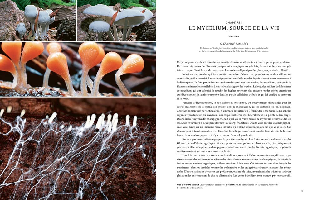 Hallucinants champignons - Leurs extraordinaires pouvoirs sur la santé, l'esprit et la planète