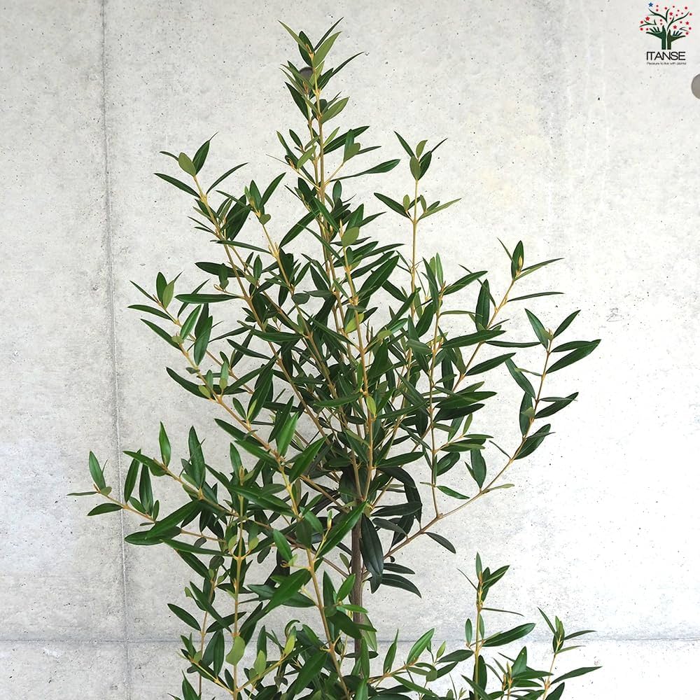 か*ず様 オリーブ Amazon.co.jp: ITANSE オリーブの苗木 1個売り 品種 ひな