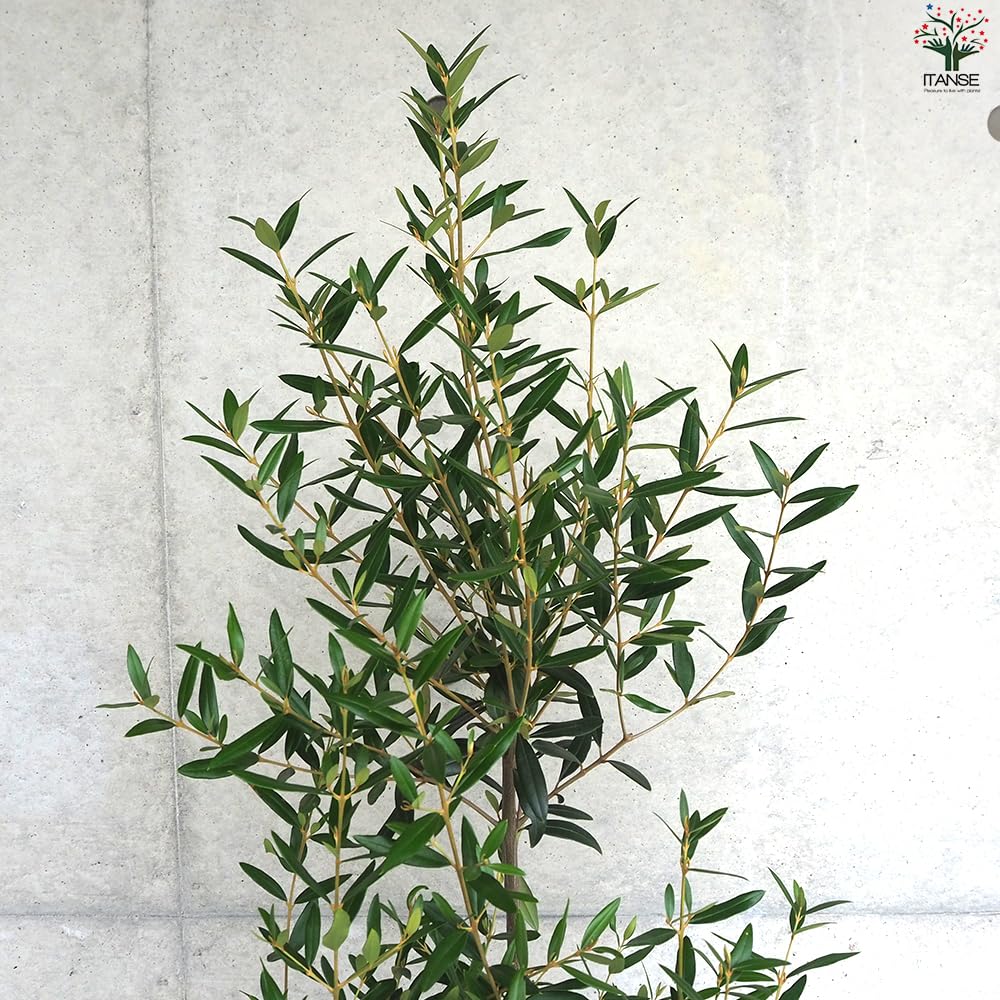 か*ず様 オリーブ アメリカン XSサイズ 約60cm NO.10503 オリーブの木 希少品種