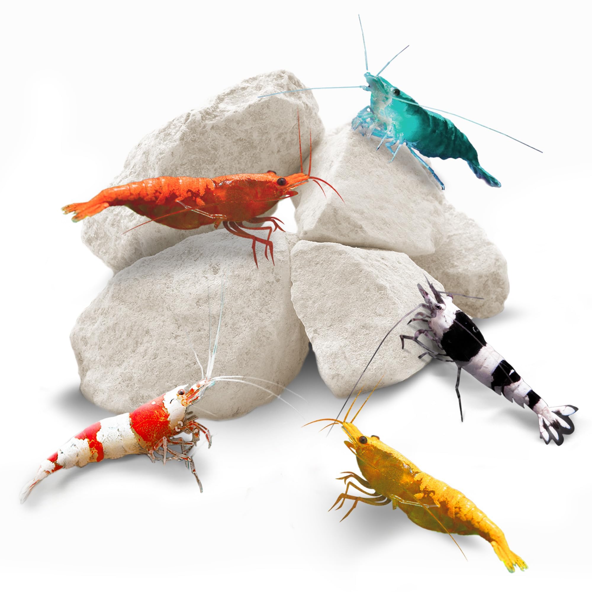 SunGrow Shrimp Rocks, for Crayfish, Hermit Crab, Snails, Crystal Red, Amano, and Ghost Shrimps (60 Grams)