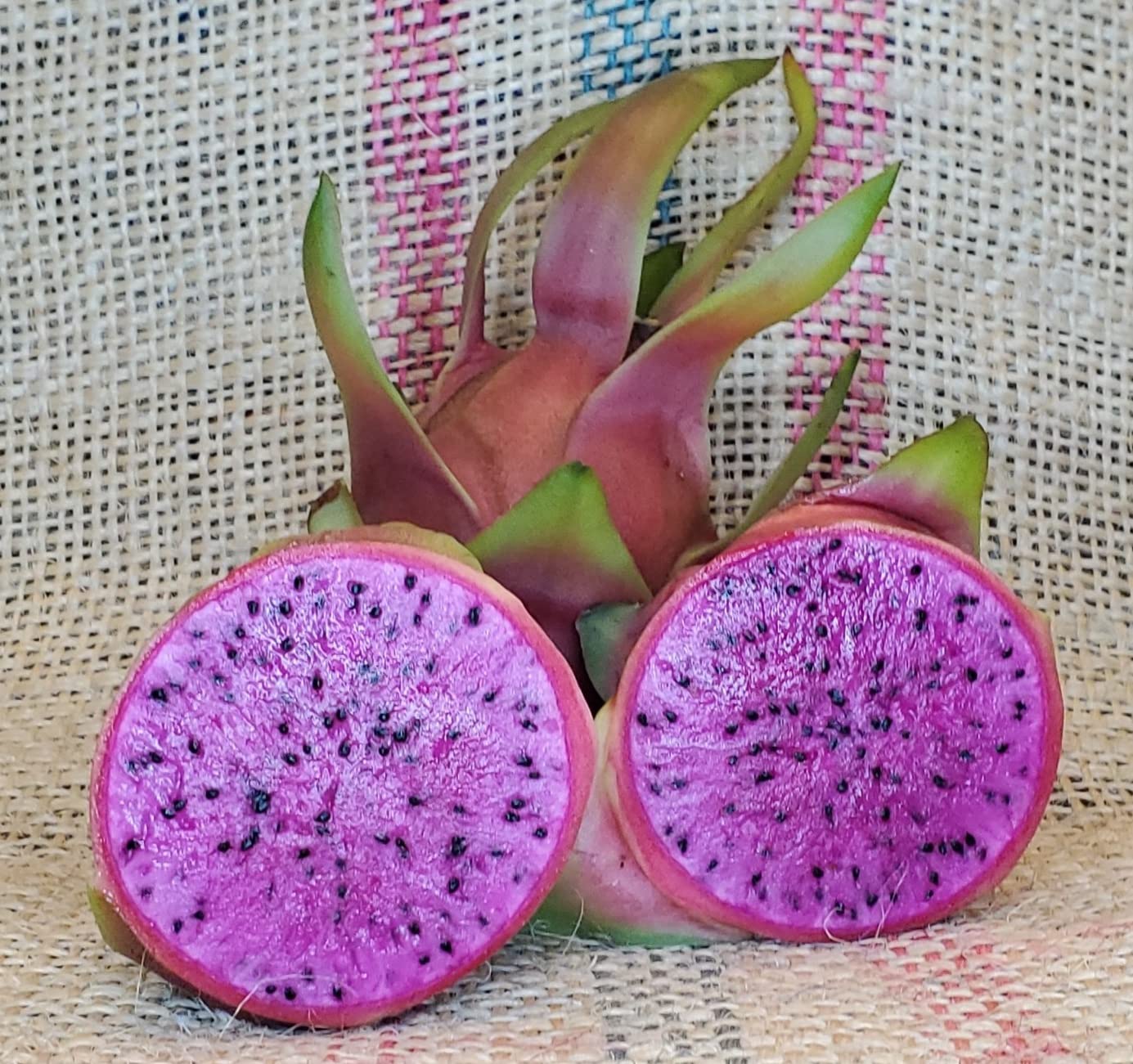 MTech Gardens New Rare Exotic Dragonfruit Plant (La Verne Red Purple Flesh) 1 Healthy Rooted