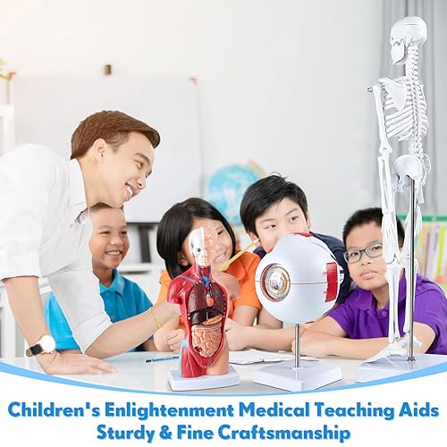 Miniatura 5 de 4 piezas de cuerpo humano, esqueleto, globo ocular de corazón, modelo anatómico desmontable de anatomía conjunto de piezas 3D científicas extraíbles