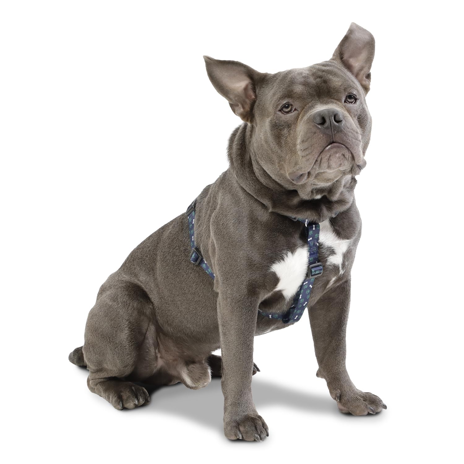 TOTTO, Medium Dog Harness, Figgo Model, Size M, Dog Breastplate, H-Type Design, Adjustable, Reduces Pressure in Trachea - Image 2