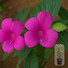 Indian Gardens - Magenta Colour Barleria cristata/Decemeber flower plant with 4 inch Pot