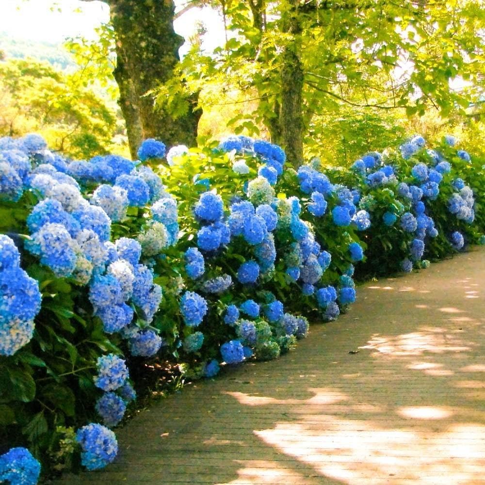 Amazon.com : Hydrangea Nikko Blue | 1 Extra Large 3 Gallon Plant