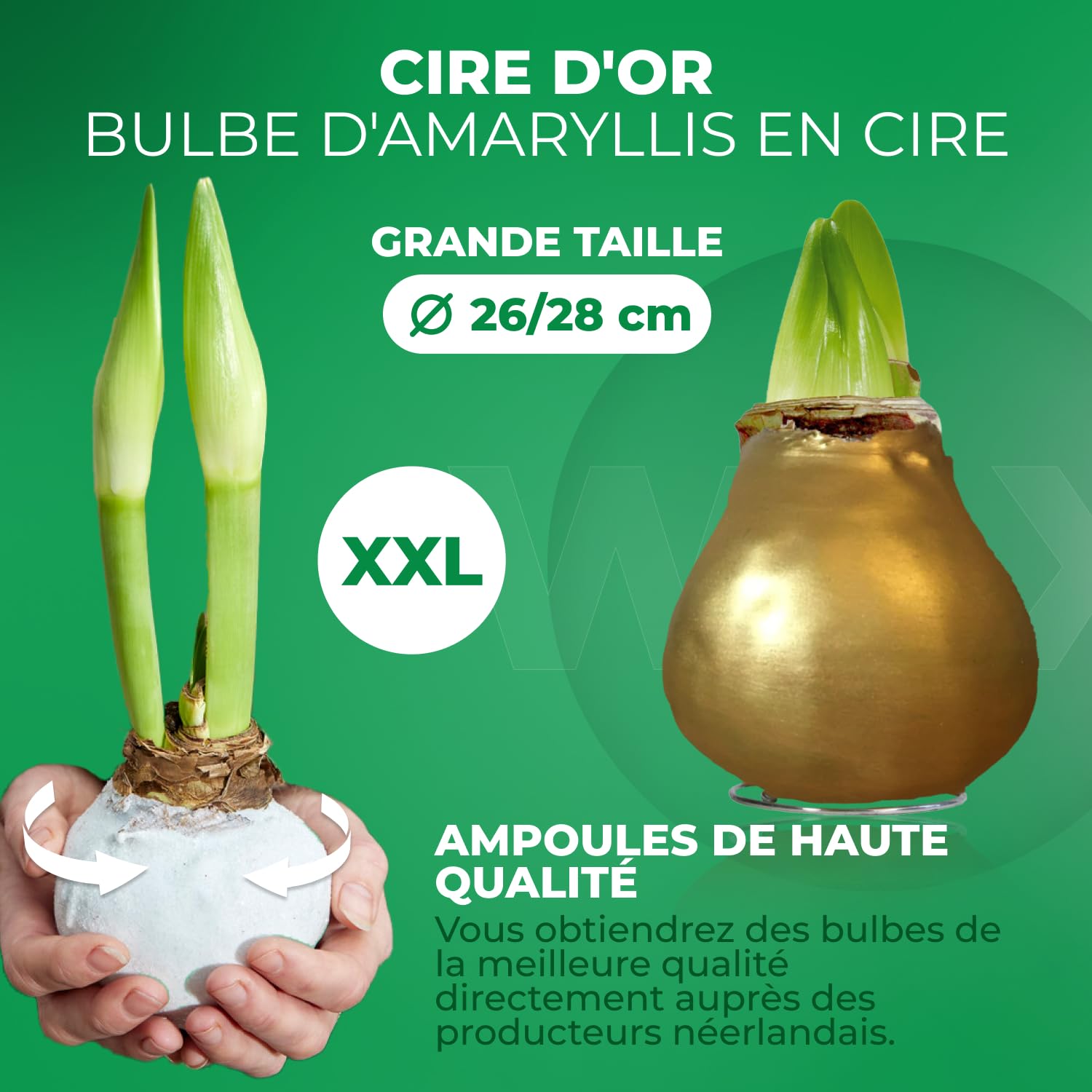 Amaryllis Bulbe en cire Or - 2 pièces - Bulbes à fleurs grand format 26/28