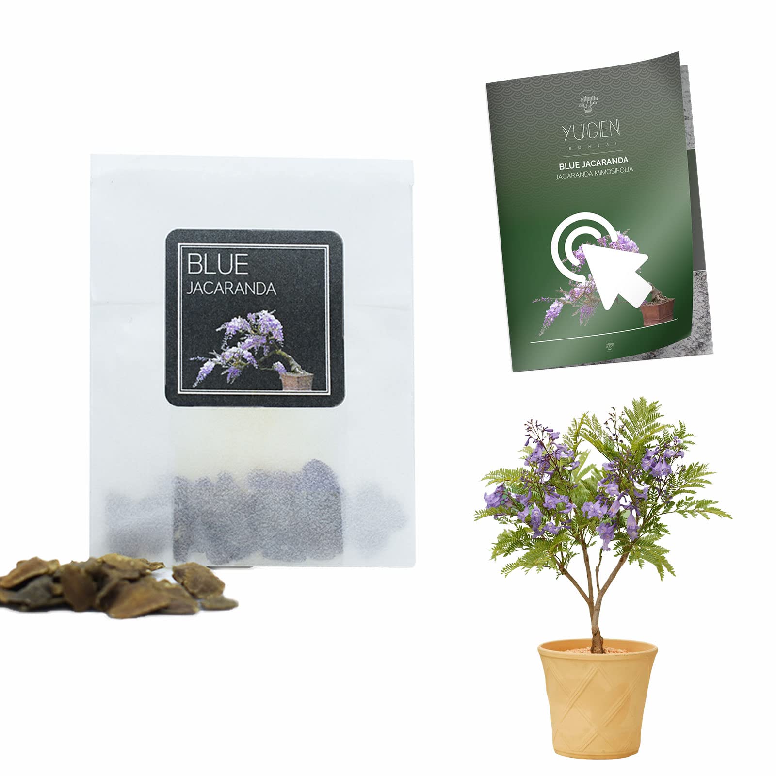 30 Blue Jacaranda Bonsai Seeds | Jacaranda Mimosifolia | Growing Guide | Grow Your Own Bonsai Tree | Bonsai Beginners and Enthusiasts (Gift Presentation Box)