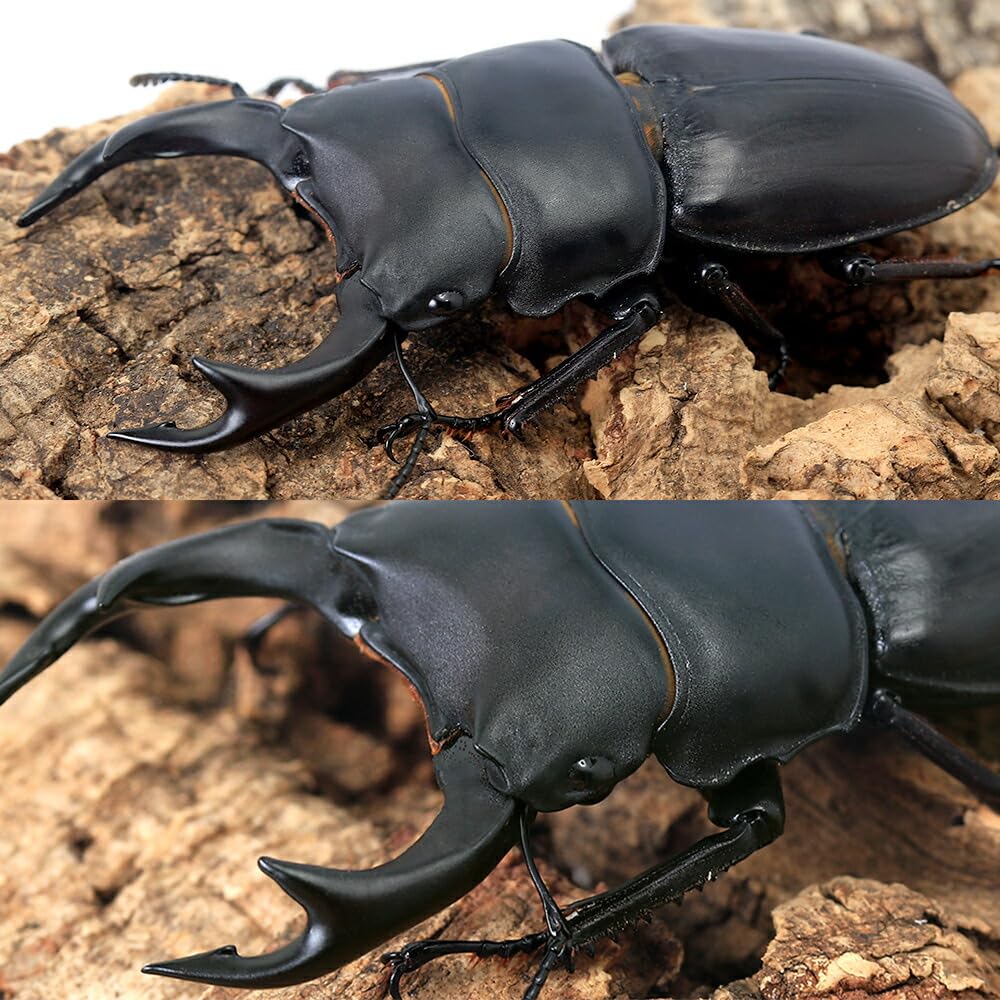 オオクワガタ スキットオオクワガタ ♂34.1mm ♀23.8㎜ ペア | EVERNOTHING