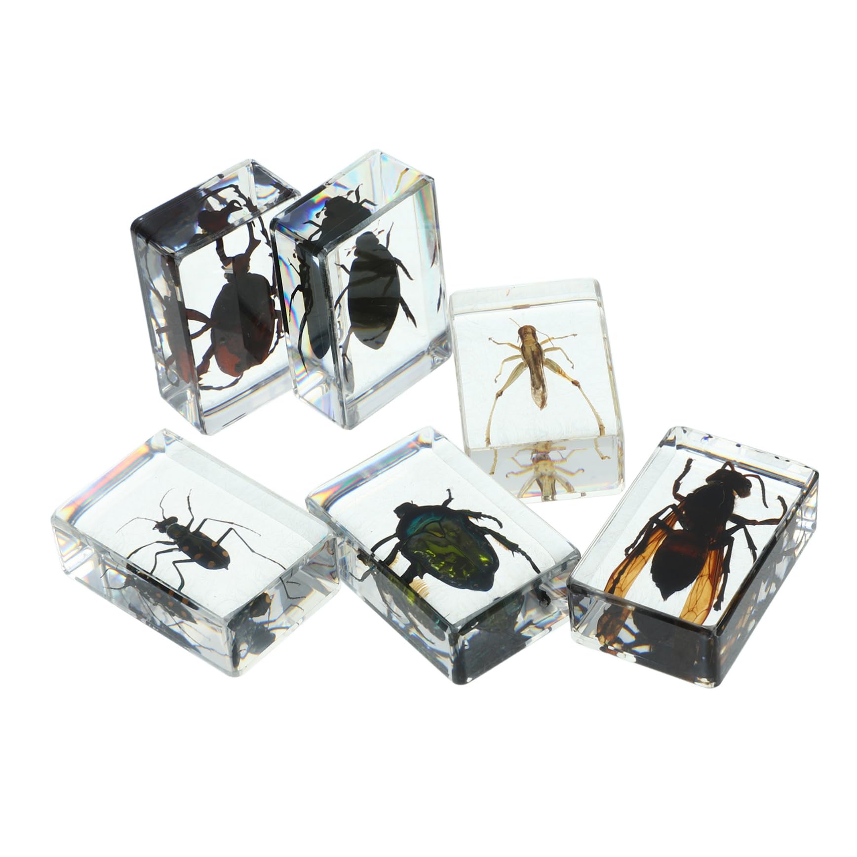 Ejemplar de Insecto de Resina 6 Piezas Diferentes para Colección