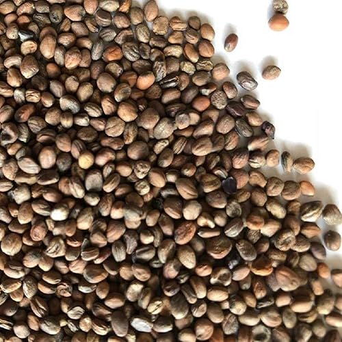 Miniatura 3 de Rambo - Semilla para brotar de rábano, sin OMG, 8 onzas, marca Country Creek, brotes de rábano Rambo, plantación de jardín, cocina, sopa,