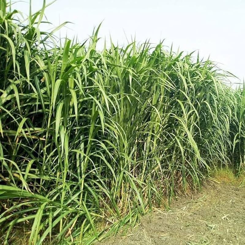 American T3 Napier Grass, Guatemala grass, Guatemalan grass, pasto guatemala, Super Napier, T3 grass, Smart Napier grass, Napier Grass Pack of 55-image-17