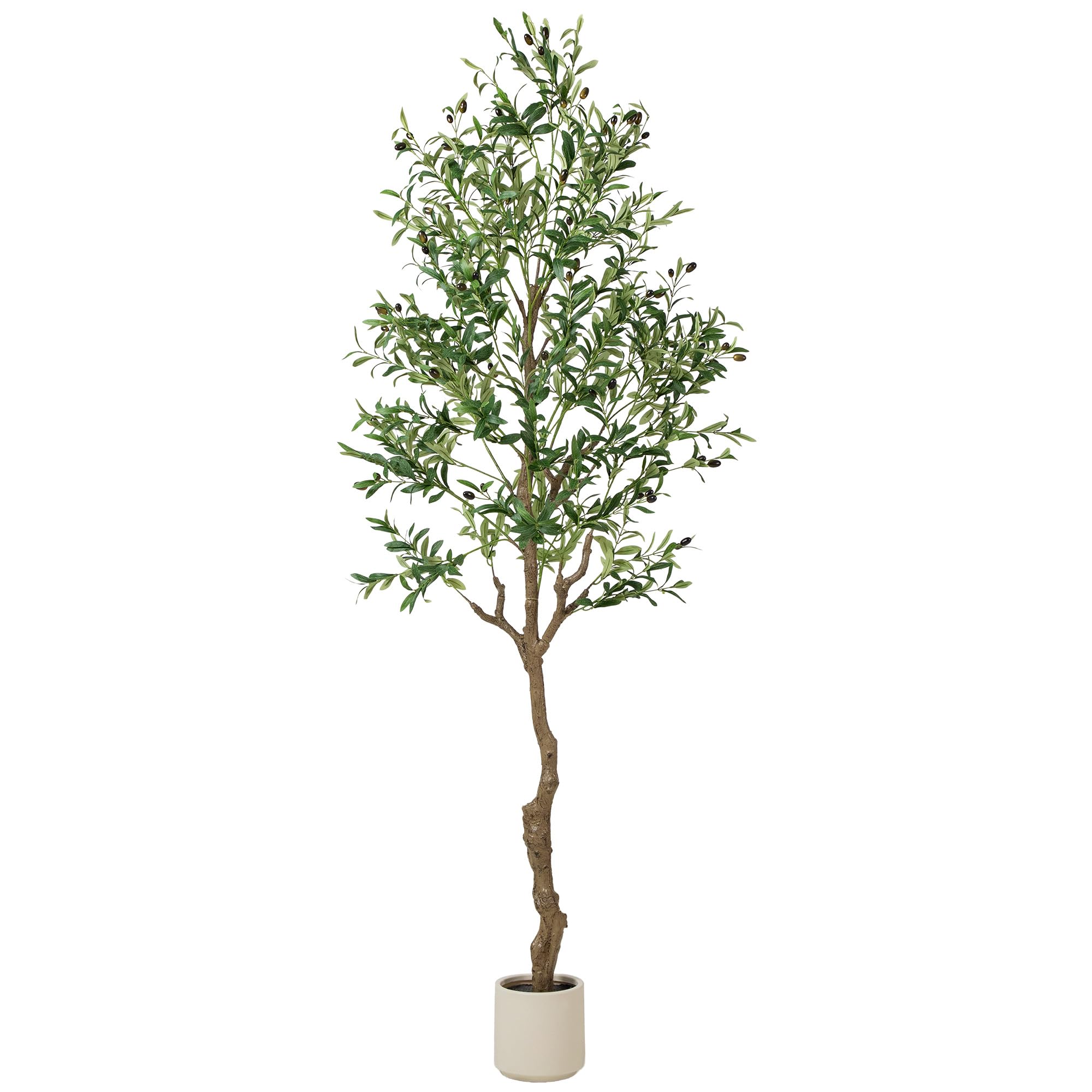 TreeTrip Olive Tree 7ft
