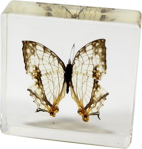 REALBUG Pisapapeles de mariposa común Mapwing (3 x 3 x 1)