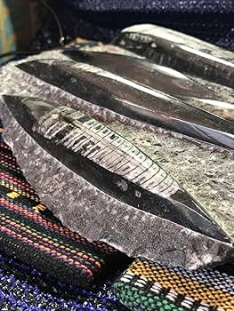 ◉モロッコ産【オルソセラス群/直角貝群】古生代デボン紀/化石[001 Amazon.co.jp: モロッコ産オルソセラス群直角貝群古生代デボン紀