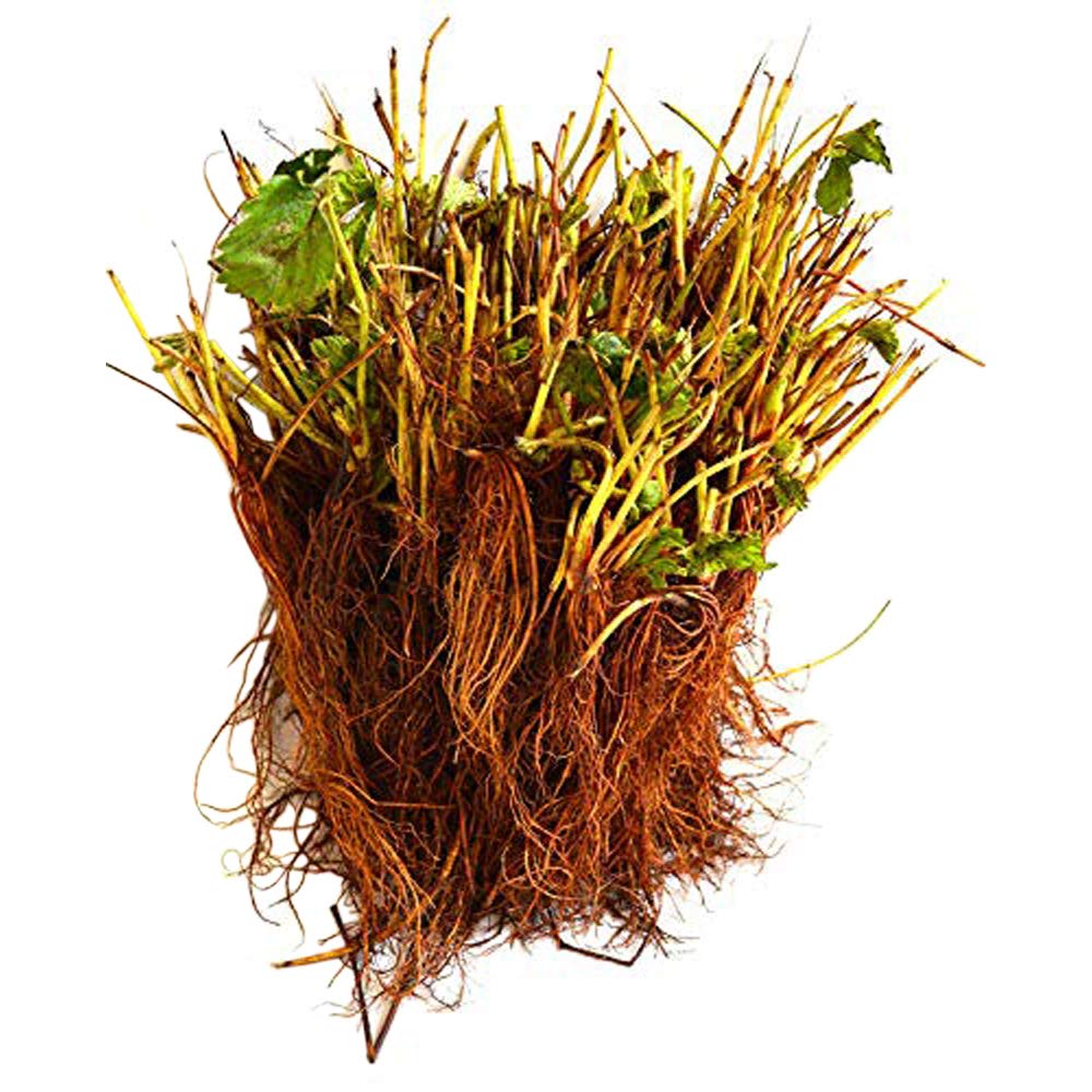 Hirts Evie Everbearing Strawberry Plants 50 Bareroot