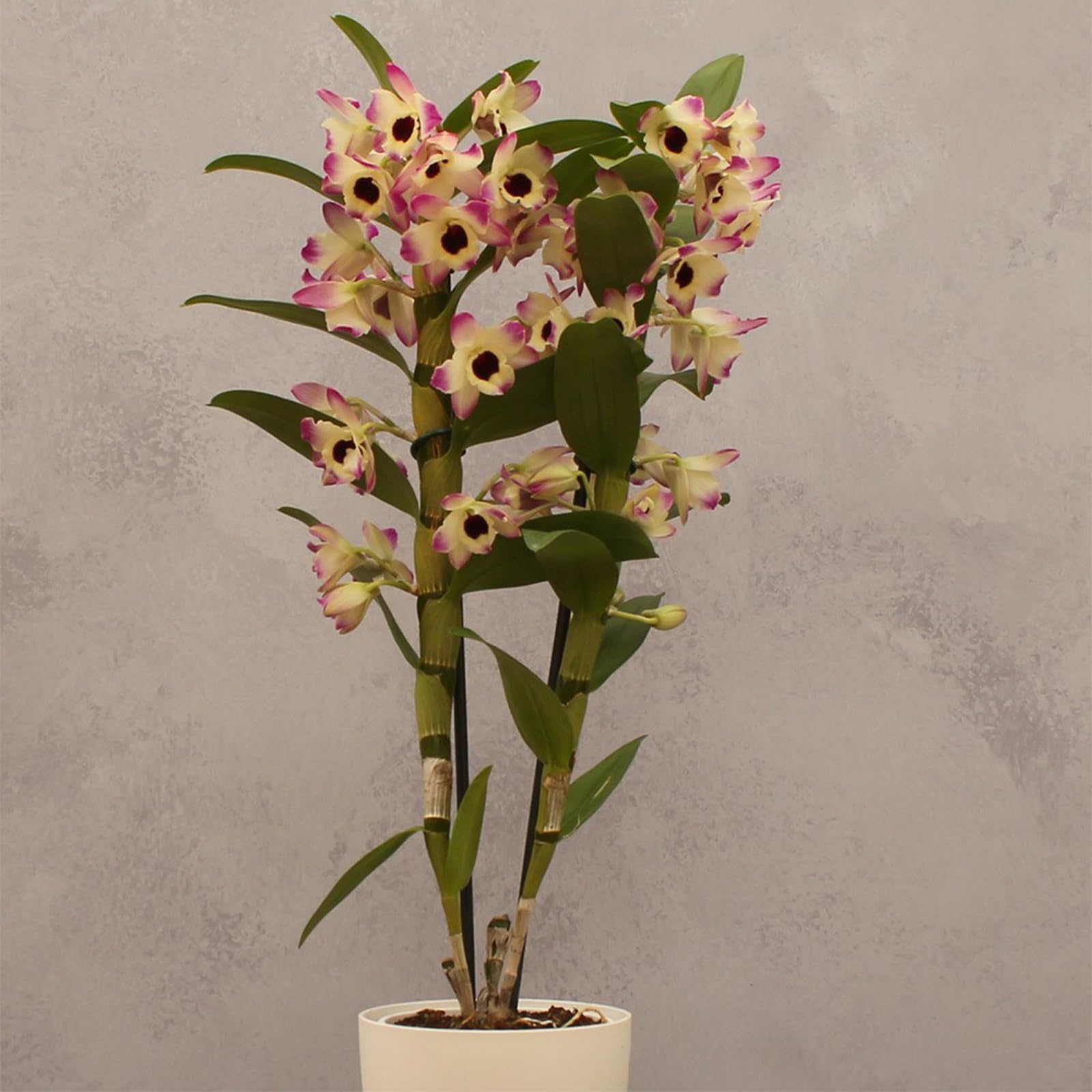Plant Theory Sunny Eyes Orchid Rare Dendrobium Indoor Flowering Plant 12cm Pot 50cm Tall