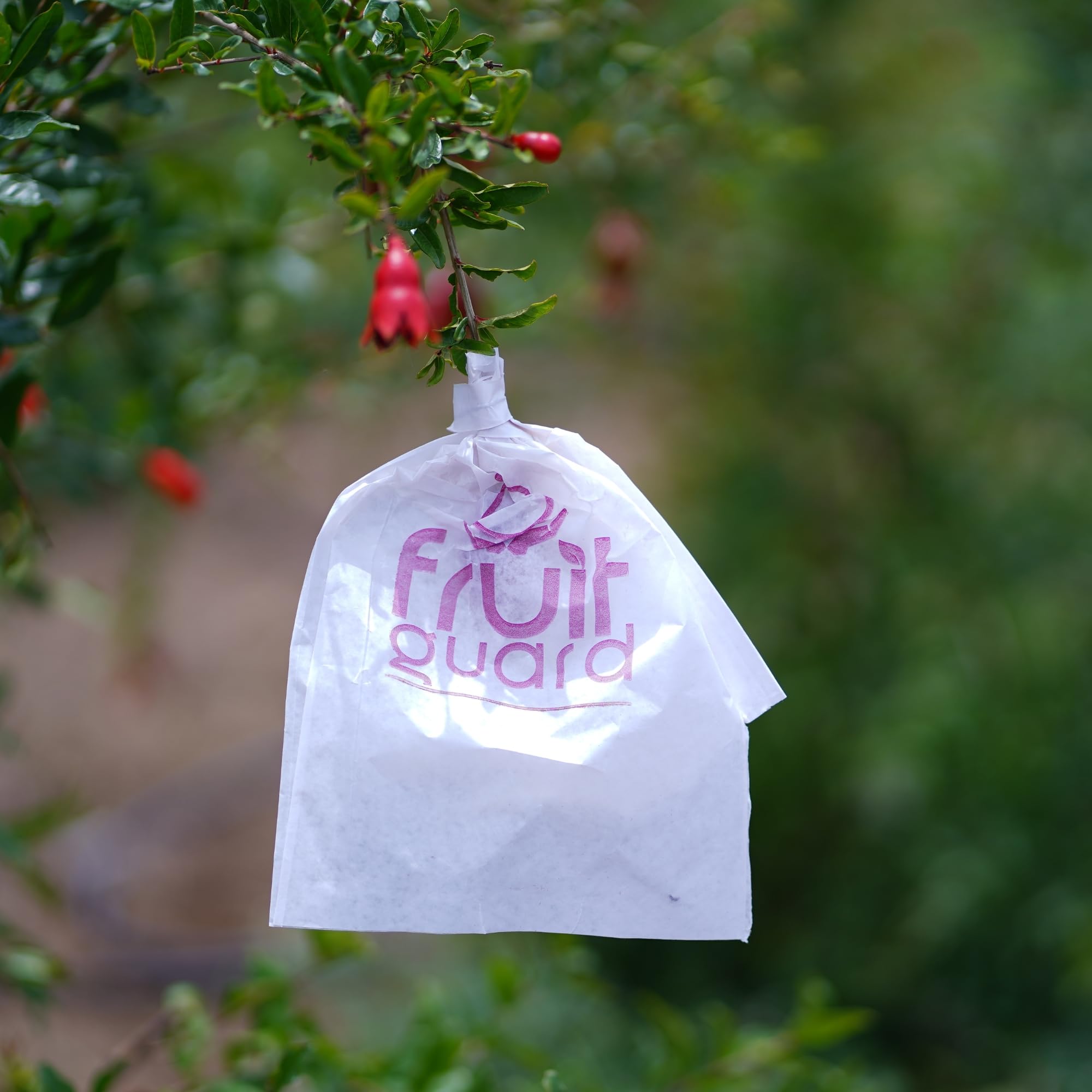 Fruit Guard's Pomegranate Fruit Protection/Growth Covers and Bags (20X25CM) - Pack of 100 Covers (White)-image-30