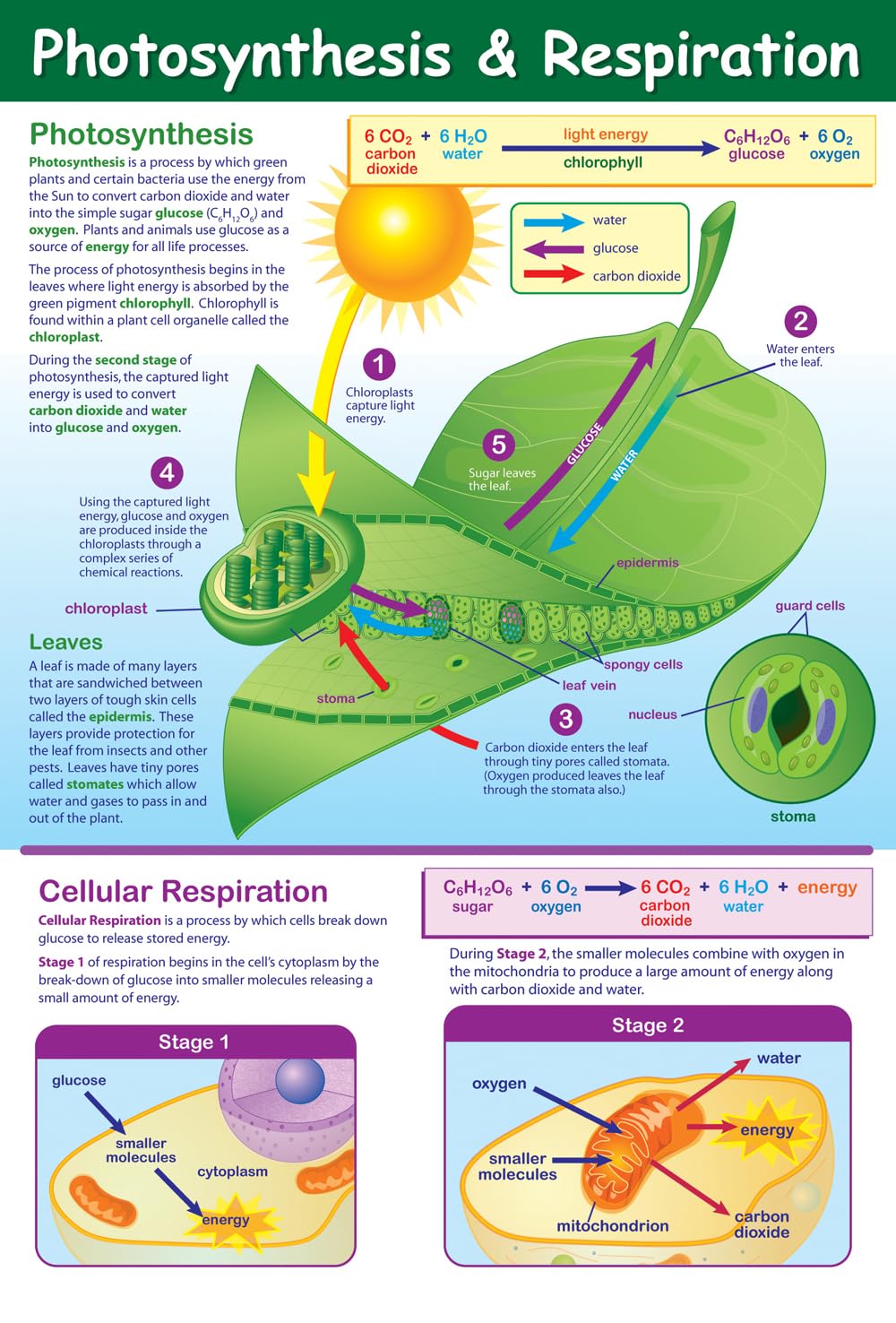 NewPath Photosynthesis & Respiration Poster - Laminated, Full-Color, 23" x 35" (34-6105)