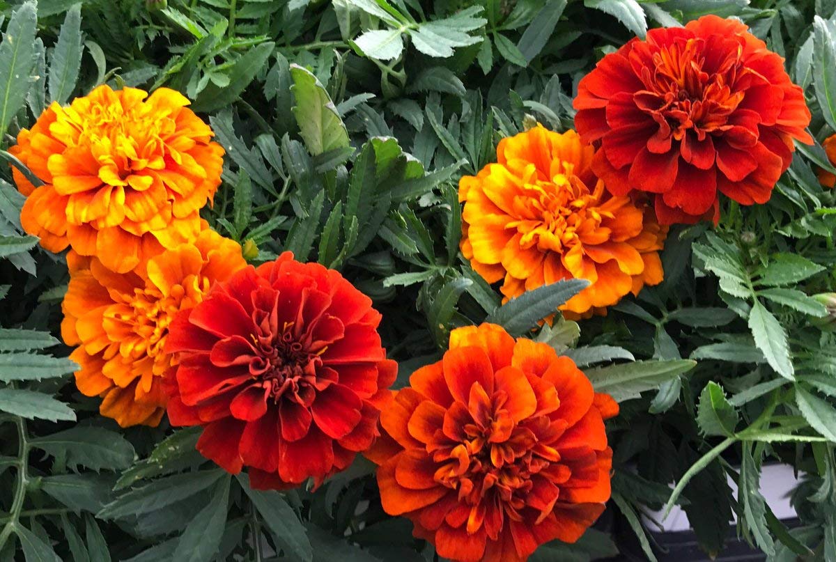 Planthub French Marigold, Dwarf Multicolour Durango Mix Flower Seed - Pack of 40 Seeds (B07RKFB6Y2) Amazon Price History, Amazon Price Tracker