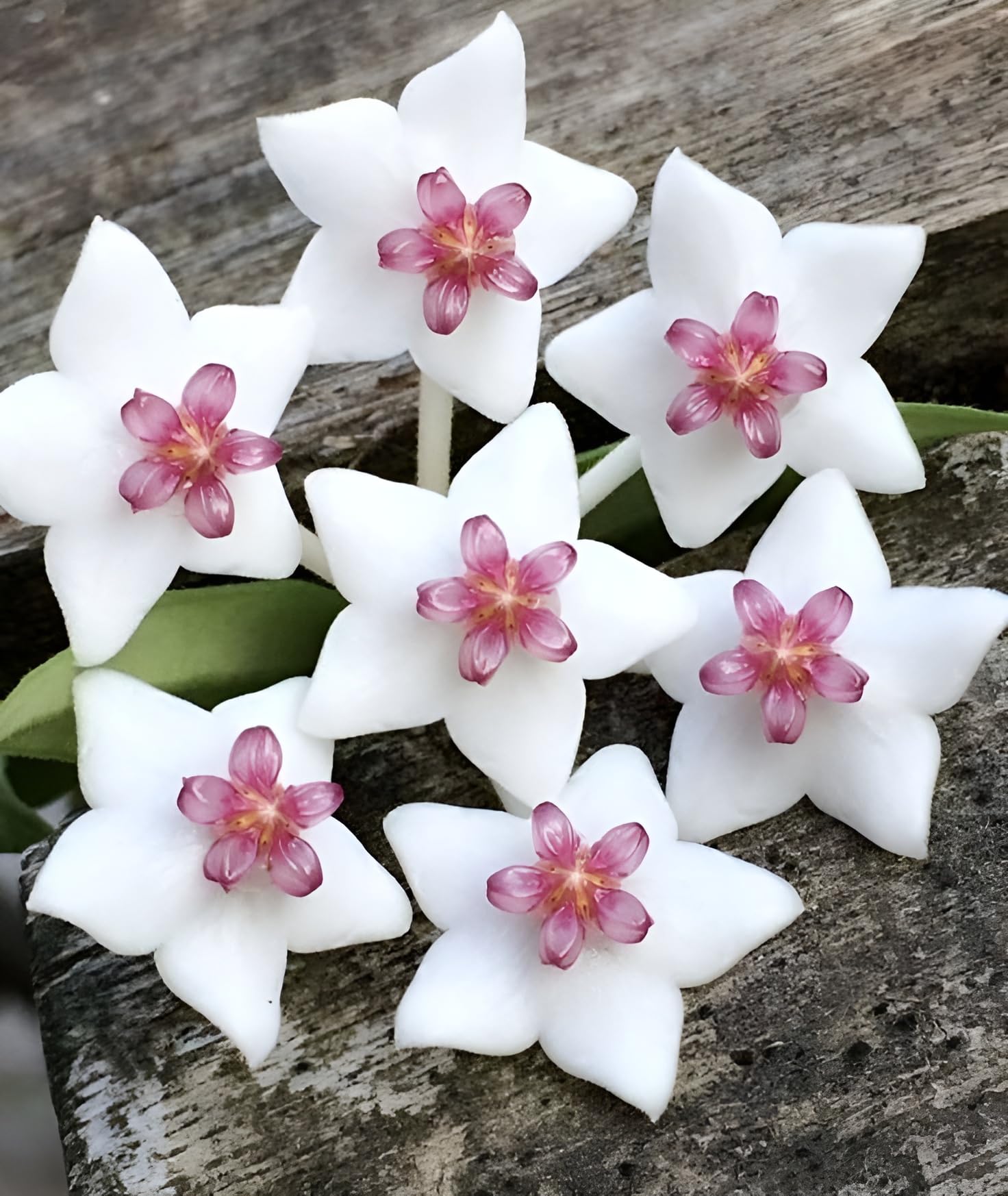 Generic White Hoya Plant, Indian Rope Plant, Indoor Air Purifying Live Plant, 19 cm Height, Pack of 1-image-13