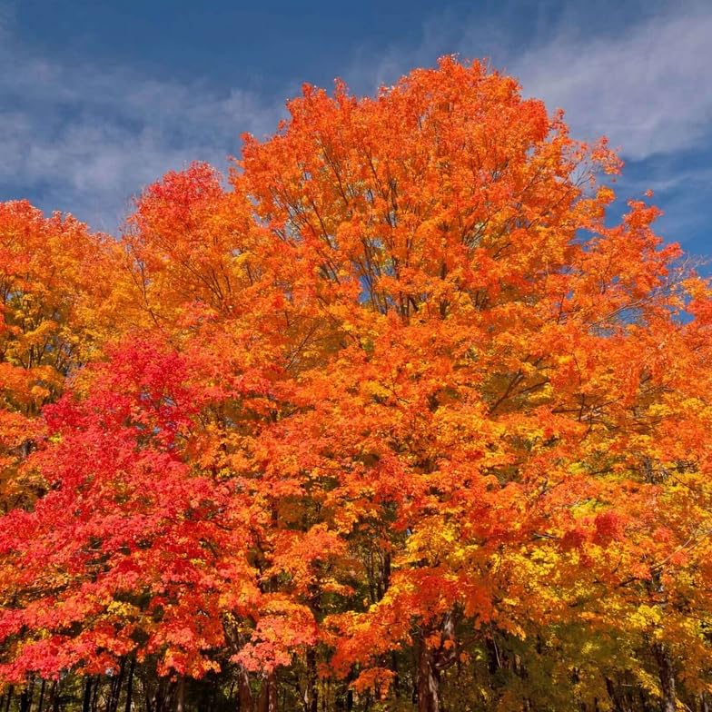 Amazon.com : October Glory Maple Tree - 6-12