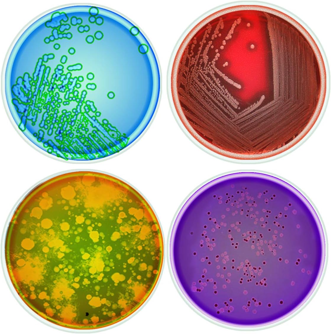 Gift It Right Set Of 4 Science Petri Dish 10cm Glass Coasters Can Be Used For Chemistry Mug Chemical Flask Science Lab Beaker Nerdy Gift For A Science Geek, Chemist, Scientist Or Chemistry Teacher