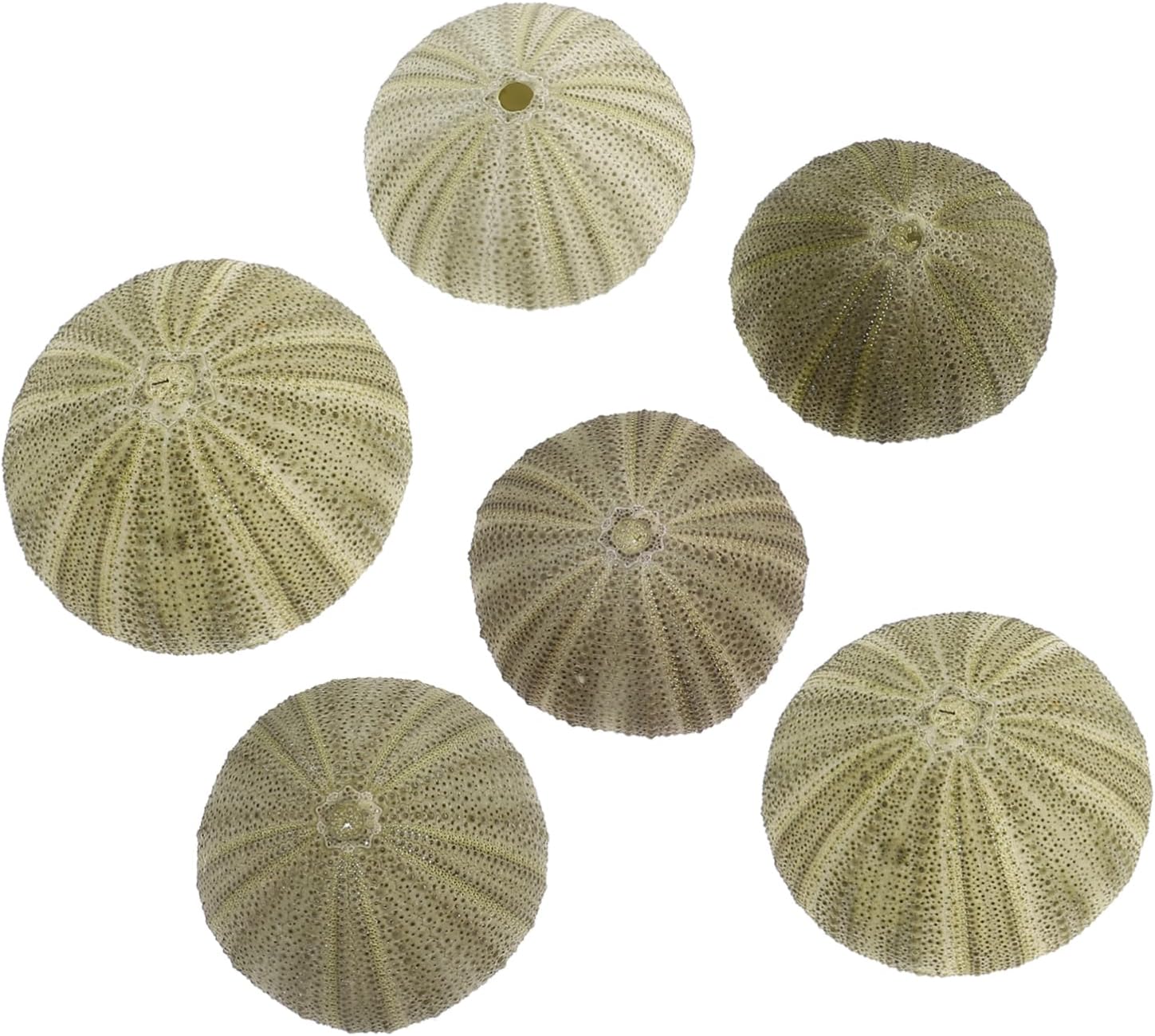 6pcs Seashell Party Decorations Natural Sea Urchin Shells Decorative Bowl for Home Craft Projects