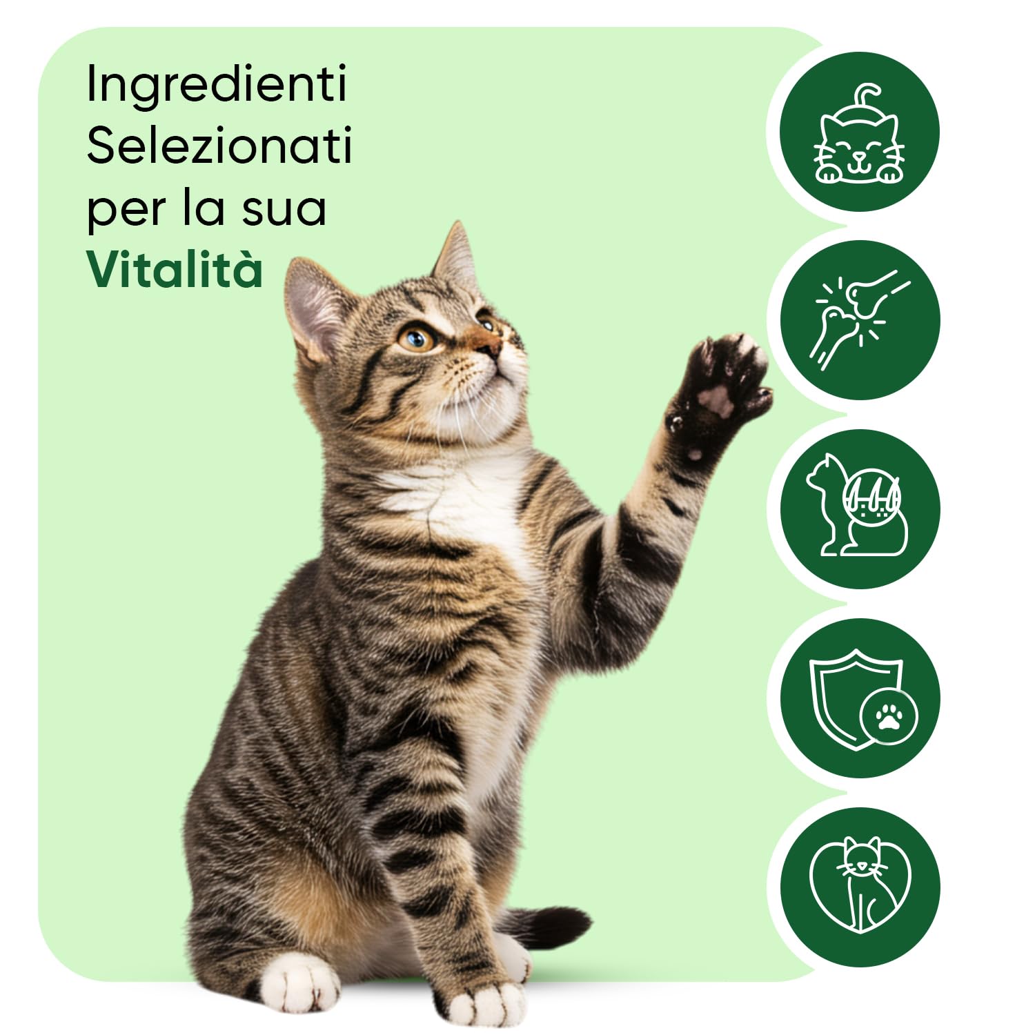 Olio di Semi di Canapa per Gatti, 100% Puro, Pressato a Freddo, Fonte di Omega 3, 6, 9, Gocce da 60ml, Adatto a Tutte le Razze, da 12 Settimane di Età, Completamente Privo di Additivi, Prodotto in UE