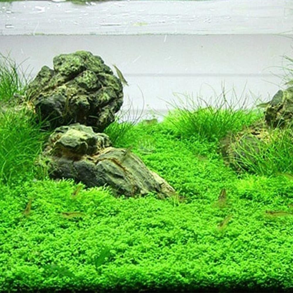 Hemianthus callitrichoides Cuba in Vitro Pianta Tappezzante Acquario Dolce